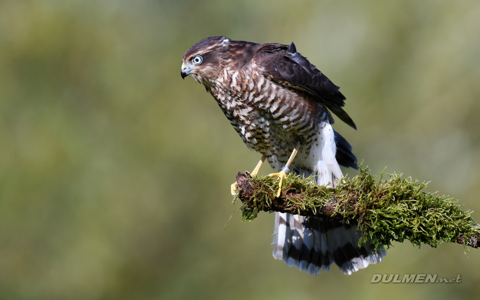 Eurasian sparrowhawk (Accipiter nisus)